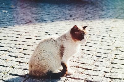 Close-up of a cat on cobblestone street