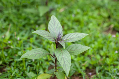 Macro shot of purple thai basil plant leaf, ayurveda herbal medicinal plant