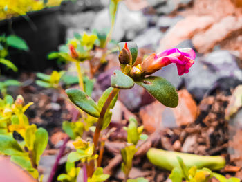 Close-up of flowering plant