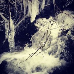 Snow covered trees