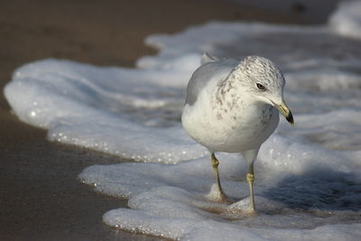 Close-up of seagull on sand