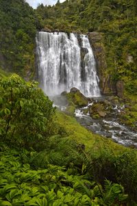 Scenic view of waterfall in forest