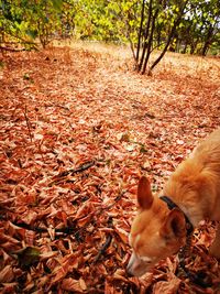 View of a dog on field during autumn