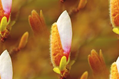 Close-up of flower blooming outdoors
