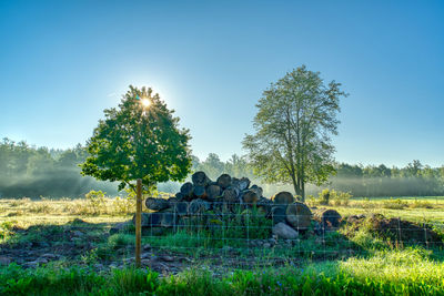 Trees on field against clear blue sky
