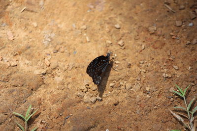 High angle view of a bird on land