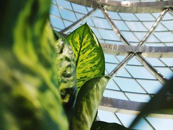 Low angle view of plants against sky