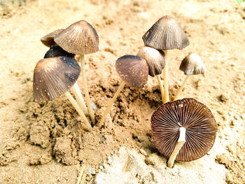 High angle view of mushrooms growing on land