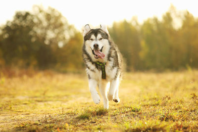 Dog running in a field