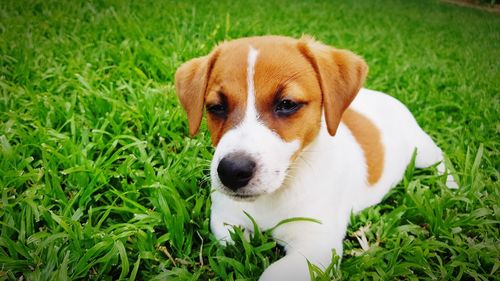 Close-up of dog on grass