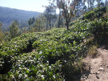 Plants growing on field
