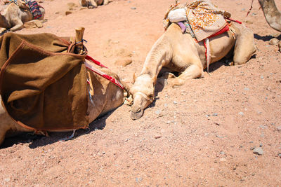 Close-up of a camel lying on the sand, which has put its head down and is resting