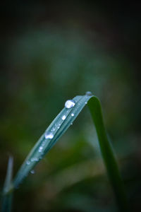 Close-up of wet leaf growing outdoors