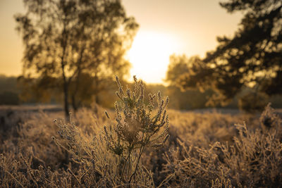 Close-up of plant on field against sky during sunset