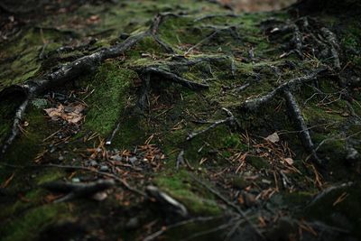 High angle view of leaves on field in forest