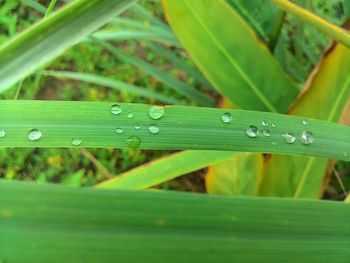 Close-up of water drops on grass