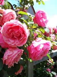 Close-up of pink rose