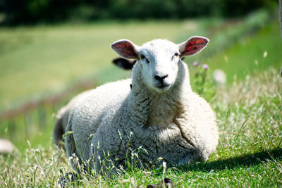 Portrait of an animal on field