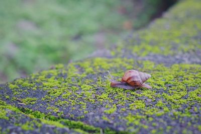 Close-up of dead on leaf