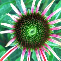 Close-up of flowers