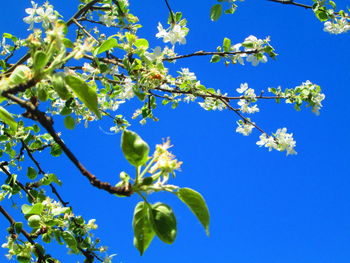 Low angle view of cherry blossoms against blue sky