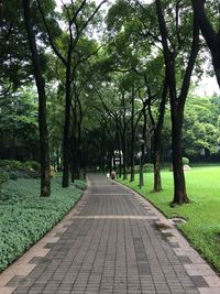 Footpath amidst trees in park