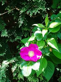 Close-up of pink flowers