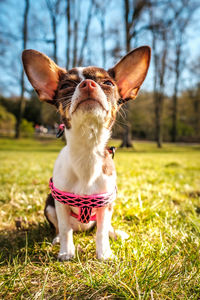 Close-up of dog looking away on field