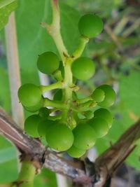 Close-up of fresh green plant