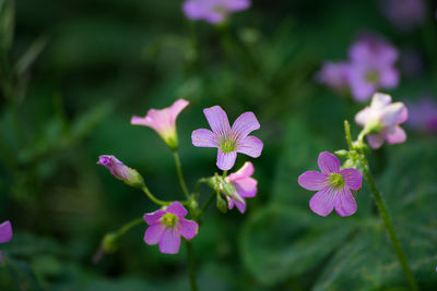 Close-up of flowers blooming outdoors