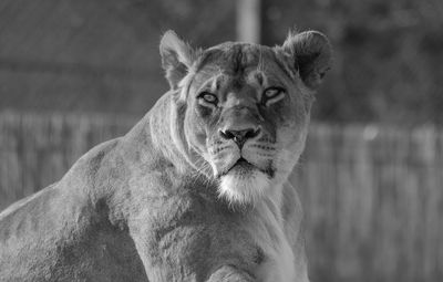 Close-up of lioness looking away