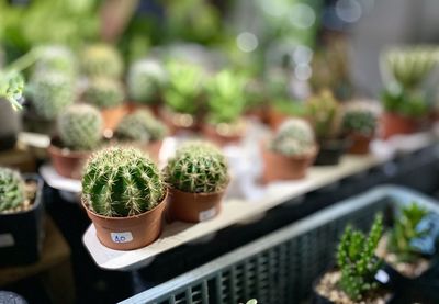 Close-up of potted plants