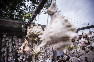 Low angle view of seashell decorations hanging for sale