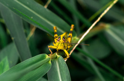 Close-up of insect on flower