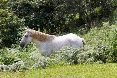 Side view of a horse on field