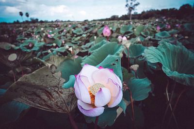 Close-up of pink lotus on field