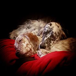 Close-up of dog sleeping against black background