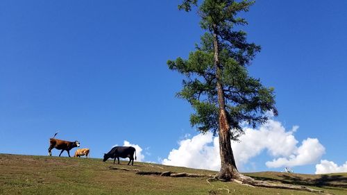 Horses on a field