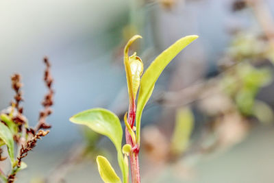 Close-up of flowering plant