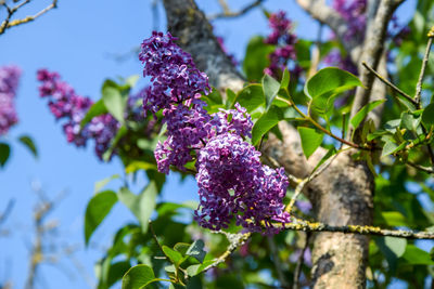 Close-up of purple flowering plant against blue sky