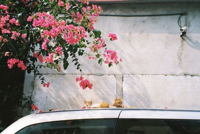 Pink flowering plant against wall