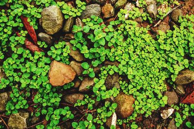 High angle view of fresh green leaves