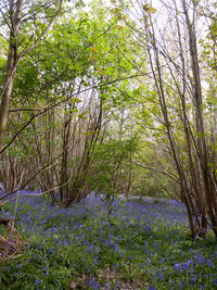 Scenic view of flowering trees in forest