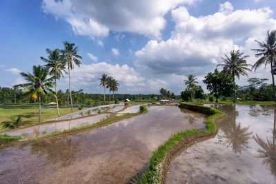 Scenic view of palm trees on landscape against sky