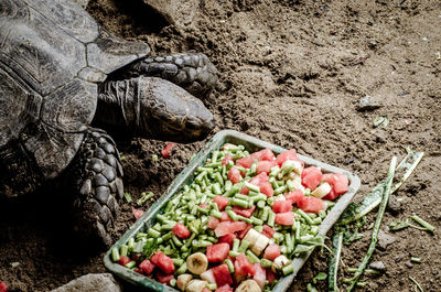 High angle view of tortoise eating food on field