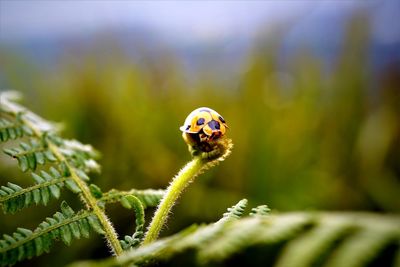 Close-up of giant bamboo ladybird on host plant