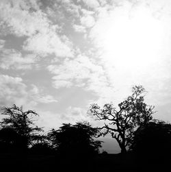 Low angle view of silhouette trees against sky