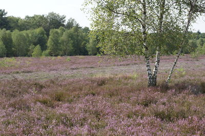 Plants growing on field