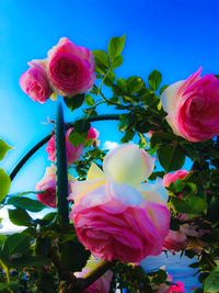 Close-up of rose bouquet