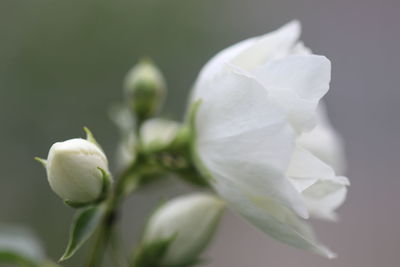 Close-up of white flowering plant